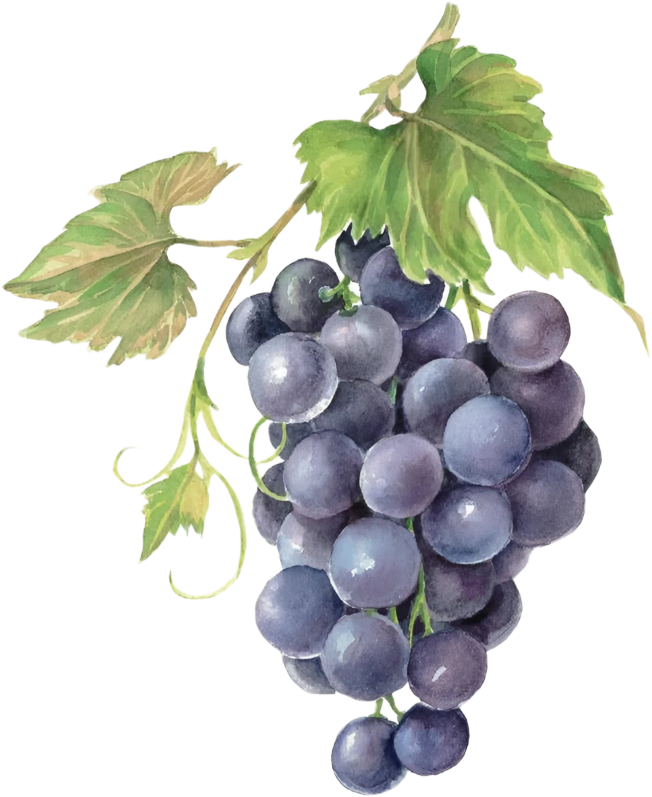 benefitgrape